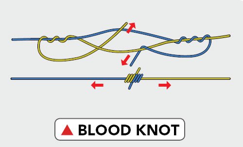 Blood Knot image